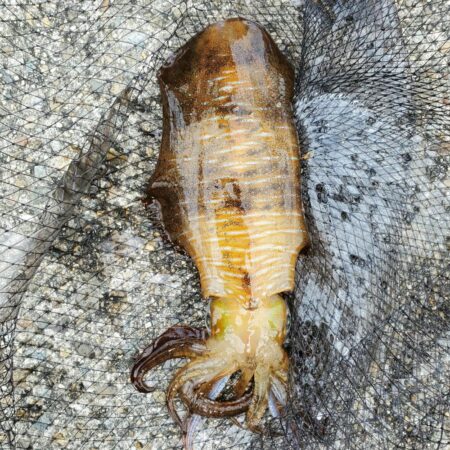 春アオリイカ狙い