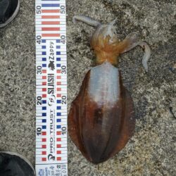 春アオリイカ狙い