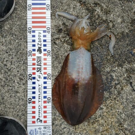 春アオリイカ狙い