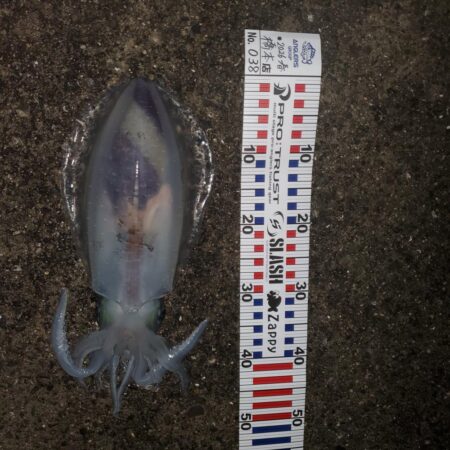 春アオリイカ狙い