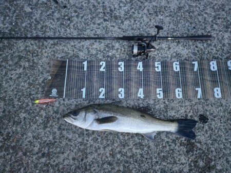 バチ抜けスタート！