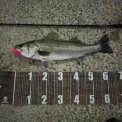 バチ抜けハイシーズン