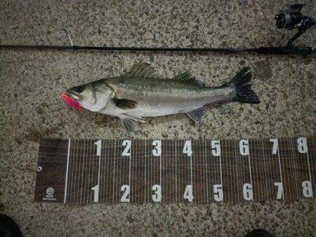 バチ抜けハイシーズン