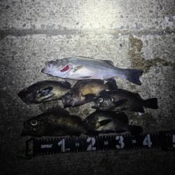 メバルの活性が高いシーズン到来