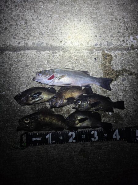 メバルの活性が高いシーズン到来