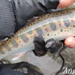 引原本流で良型連発！