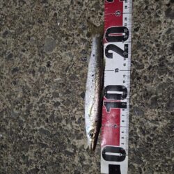 久しぶりの好釣果