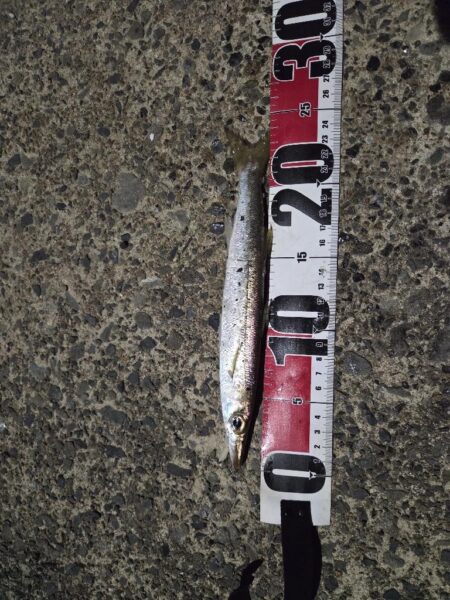 久しぶりの好釣果