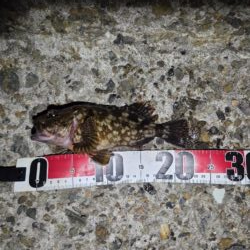 カマスは釣れず