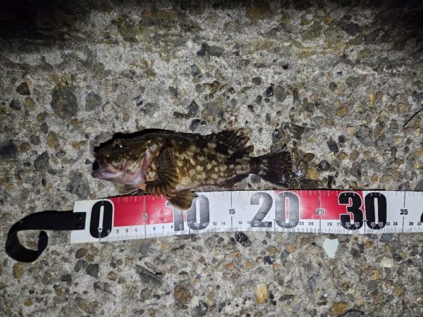 カマスは釣れず