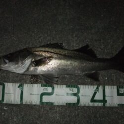 今年初シーバス