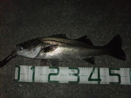 今年初シーバス