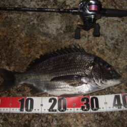 ノッコミを期待したものの