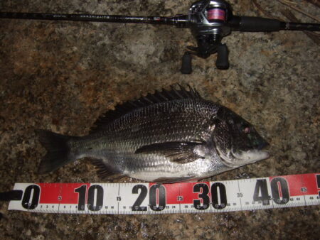 ノッコミを期待したものの