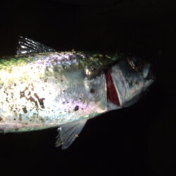 ニューロッドで