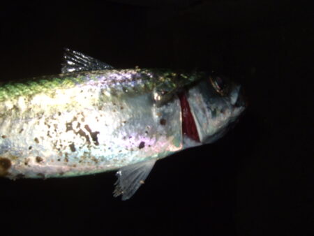 ニューロッドで