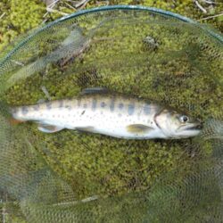 美山アマゴ釣行