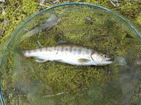 美山アマゴ釣行