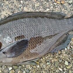 やっと回遊‼人工島の波止グレ