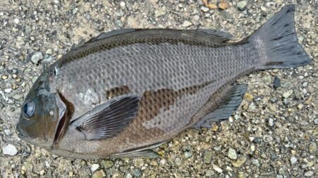 やっと回遊‼人工島の波止グレ