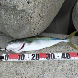 青物始まってます