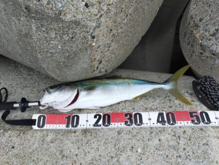 青物始まってます