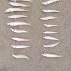 今シーズン初のキス釣り