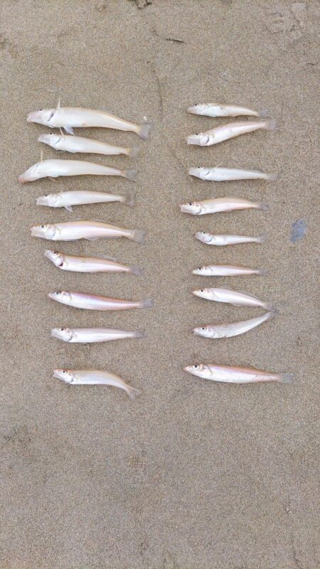 今シーズン初のキス釣り