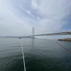 花見カレイ失敗。ポカポカの日