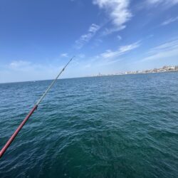 花見カレイ前線2輪咲