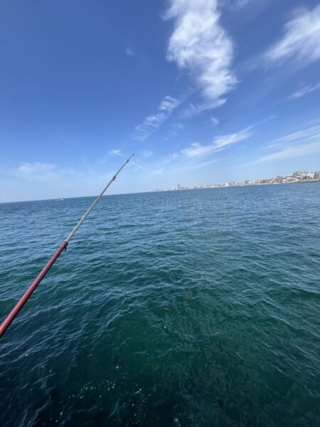 花見カレイ前線2輪咲