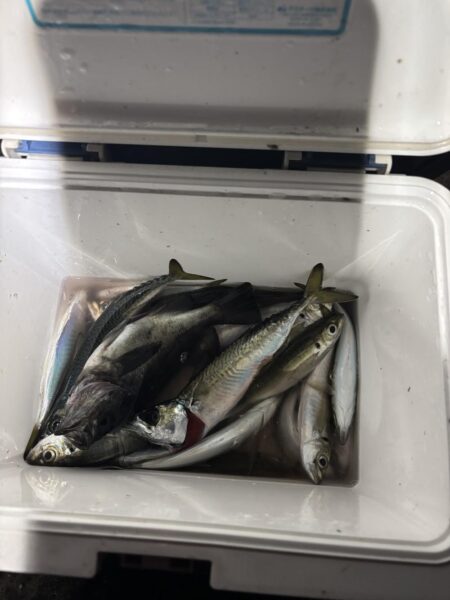 たかたかの釣り日記