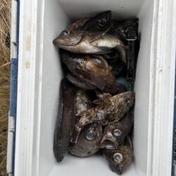 フロートメバル