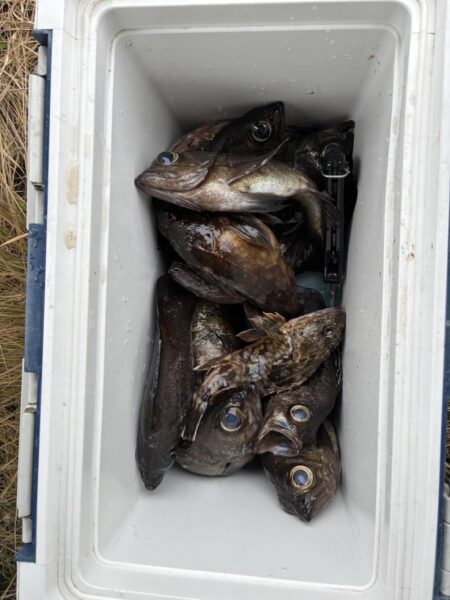 フロートメバル