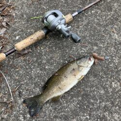 桂川スモールマウス