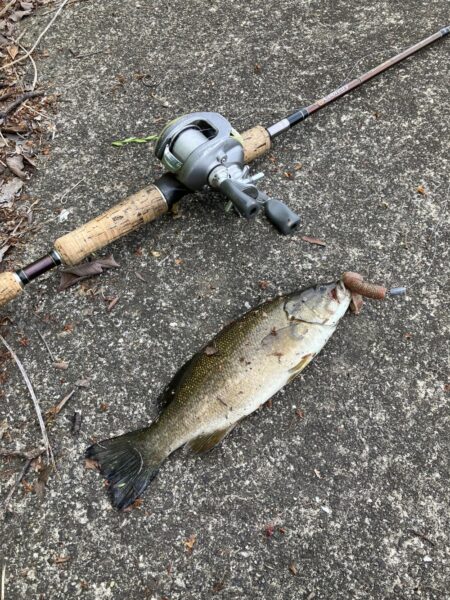 桂川スモールマウス