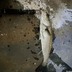 今季初バチ抜けシーバス