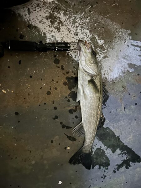 今季初バチ抜けシーバス