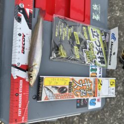 今年初のキス釣り