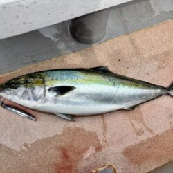 丹後沖ジギング船で春ブリ