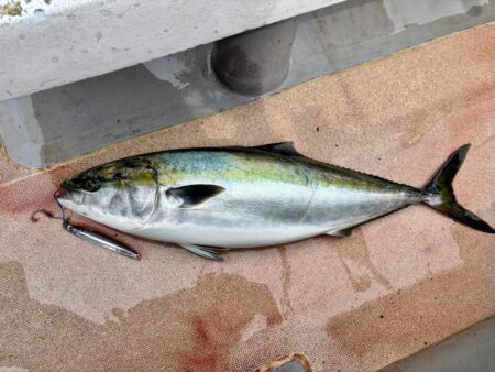 丹後沖ジギング船で春ブリ