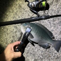 初めての釣り方を試しで…