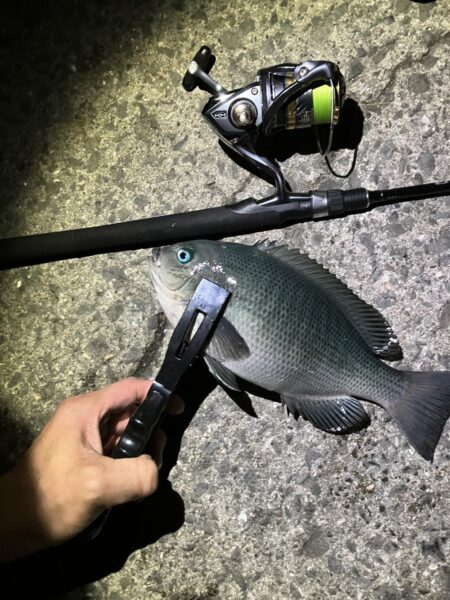 初めての釣り方を試しで…