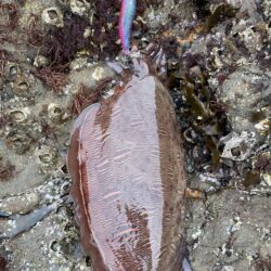 ことしはこの春イカがわきまくり