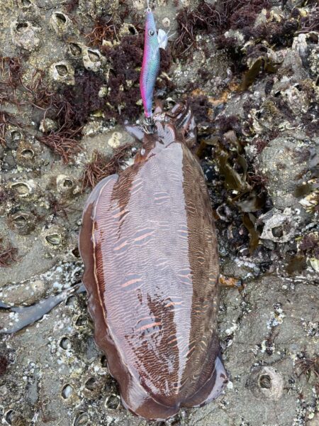 ことしはこの春イカがわきまくり