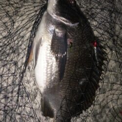 ボトムテクトロ