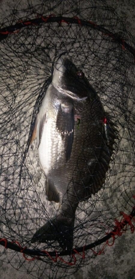 ボトムテクトロ