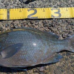 激闘！爆風小浦一文字！！