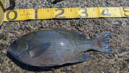 激闘！爆風小浦一文字！！