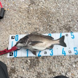 チヌフカセ。乗っ込み真っ只中！